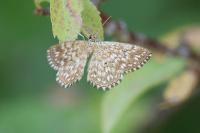Scopula tessellaria