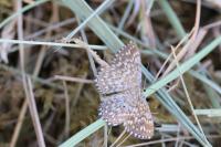 Scopula tessellaria