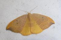 Watsonalla binaria