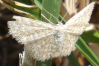 Scopula immorata