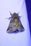 Thaumetopoea processionea