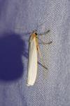 Eilema caniola
