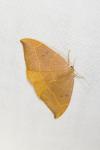 Watsonalla binaria