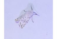 Spilosoma lubricipeda