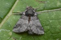 Thaumetopoea processionea