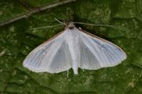 Palpita vitrealis