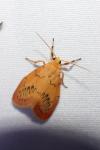 Miltochrista miniata