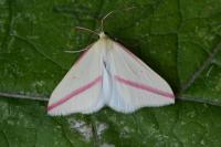 Rhodometra sacraria