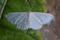 Idaea subsericeata
