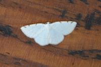 Stegania trimaculata
