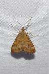 Pyrausta despicata