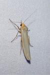 Eilema caniola