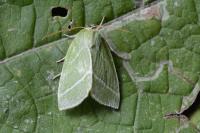 Bena bicolorana