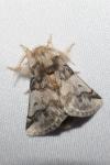 Thaumetopoea processionea