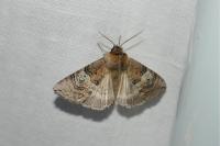 Tethea ocularis