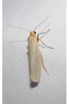 Eilema caniola
