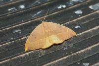 Watsonalla binaria