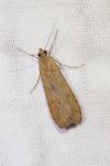 Nomophila noctuella