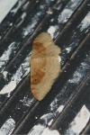 Idaea degeneraria