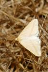 Rhodometra sacraria