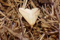 Rhodometra sacraria