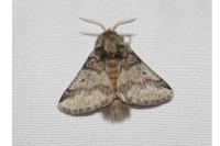 Thaumetopoea processionea