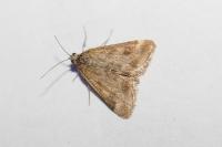 Pyrausta despicata
