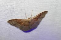 Idaea degeneraria