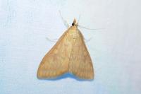 Ostrinia nubilalis