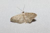 Idaea seriata