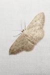 Idaea seriata