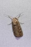 Spodoptera exigua