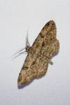 Peribatodes rhomboidaria rhomboidaria