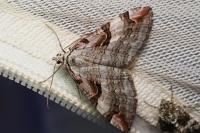 Aplocera praeformata