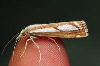 Catoptria gr. permutatellus