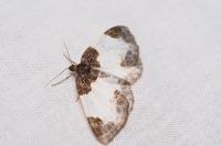 Mesoleuca albicillata