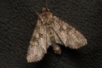 Polia nebulosa