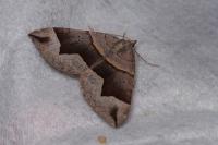 Scotopteryx angularia