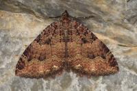 Triphosa dubitata