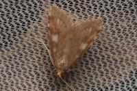 Udea olivalis