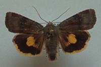 Noctua janthina