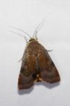 Noctua janthe/janthina