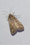 Spodoptera exigua