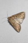 Spodoptera exigua