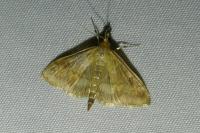 Ostrinia nubilalis