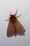 Phragmatobia fuliginosa