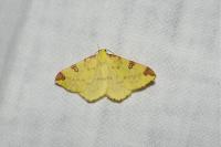 Opisthograptis luteolata