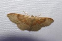 Idaea degeneraria