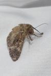 Mamestra brassicae
