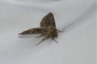 Mamestra brassicae